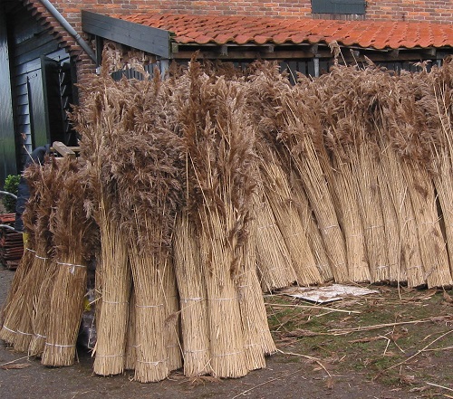 Камыш для кровли