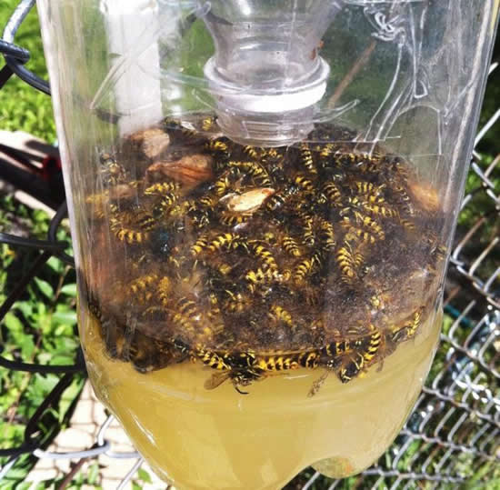 Насекомые попались в ловушку, сделанную из бутылки